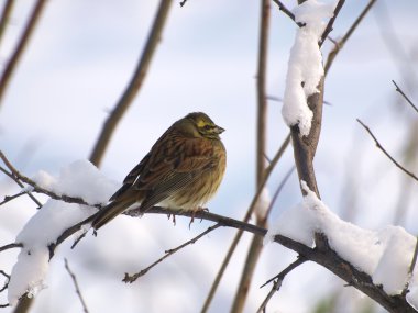 Yellowhammer Emberiza citrinella clipart