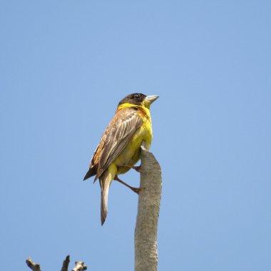 Black headed Bunting, Emberiza melanocephala,Exotic birds clipart