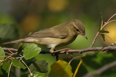 ağaç dalı, phylloscopus collybita üzerinde tünemiş portre ortak çıvgın