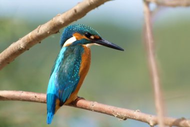 Common Kingfisher alcedo atthis clipart