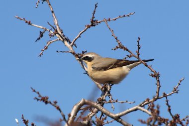 Northern Wheatear, Oenanthe oenanthe clipart