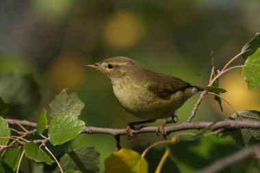 Portrait Common Chiffchaff perched on tree branch , phylloscopus collybita clipart