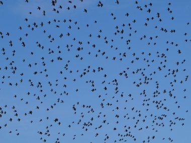 Flock of birds with blue sky clipart