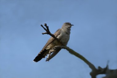 Common Cuckoo Cuculus canorus ( European Cuckoo) clipart