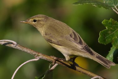 ağaç dalı, phylloscopus collybita üzerinde tünemiş portre ortak çıvgın