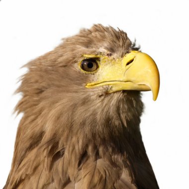 White tailed Eagle isolated on white clipart