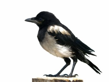Immature European Magpie Pica pica, isolated on white background clipart