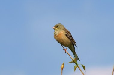 Exotic birds, Ortolan Bunting, Emberiza hortulana clipart