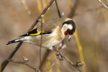 Avrupa ispinozu, Carduelis carduelis