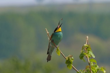 Avrupa arı arı arı kuşu apiaster yiyen ve catch