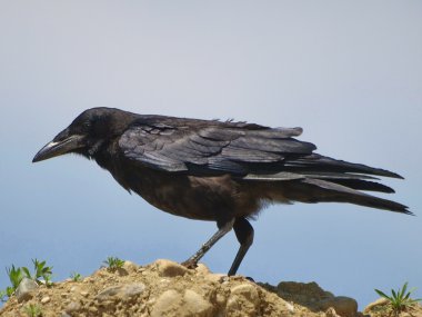 Portrait Carrion Crow Corvus corone clipart