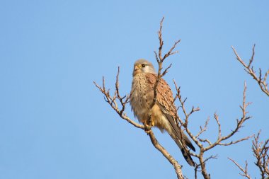 Common Kestrel, Falco tinnunculus clipart