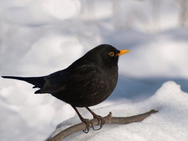 Turdus merula, Avrasya karatavuk