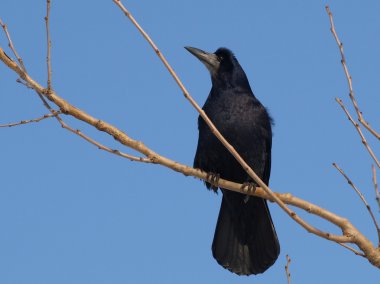 Rook, Corvus frugilegus clipart