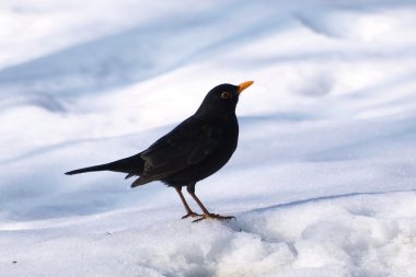 Eurasia mirlo, turdus merula