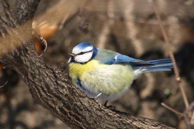 arka plan mavi parus caeruleus Mavi baştankara