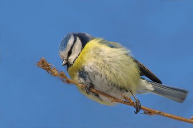 arka plan mavi parus caeruleus Mavi baştankara