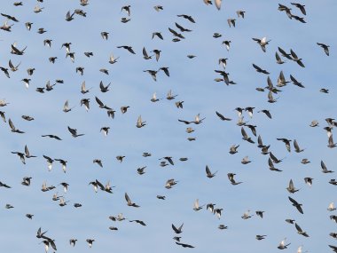 Flock of birds clipart