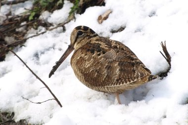 Eurasian Woodcock Scolopax rusticola clipart