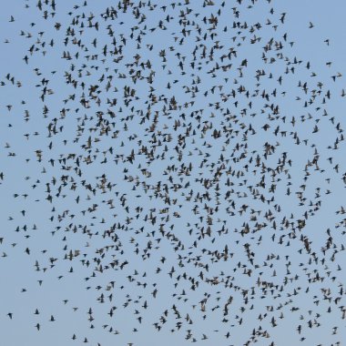 Flock of birds with blue sky clipart