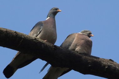 Wood Pigeon Columba palumbus clipart