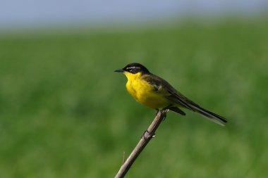 Sarı kuyruksallayan motacilla flava