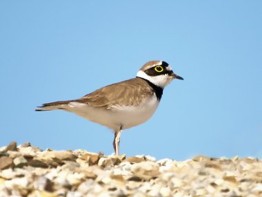 Little Ringed Plover Charadrius dubius clipart