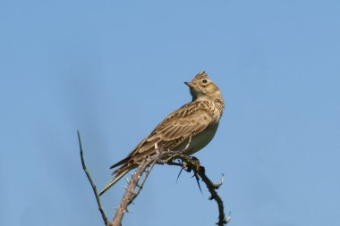 Skylark Alauda arvensis clipart