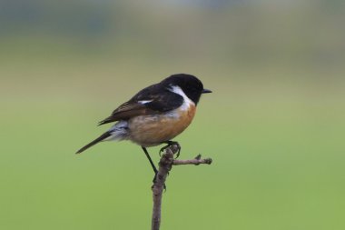 ortak stonechat, saxicola torquata