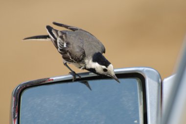 Beyaz kuyruksallayan, motacilla alba