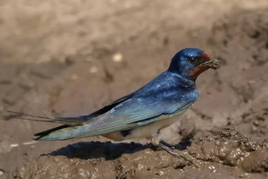 Barn Swallow nest building process Hirundo rustica clipart