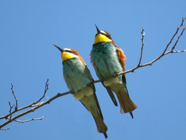 Avrupa Arı yiyici arı kuşu apiaster