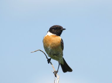 ortak stonechat saxicola torquata