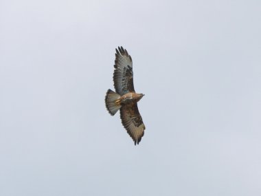 Uçuş buteo buteo içinde bayağı Şahin