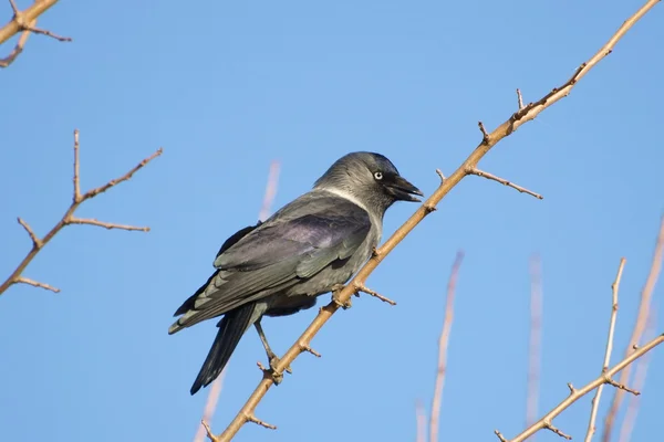 Choucas, corvus monedula — Photo
