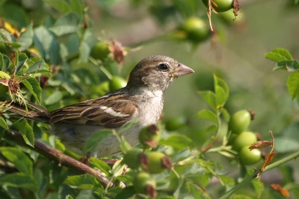 Evi sparrow, passer domesticus — Stok fotoğraf