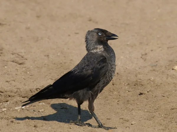 Галка Corvus monedula — стоковое фото