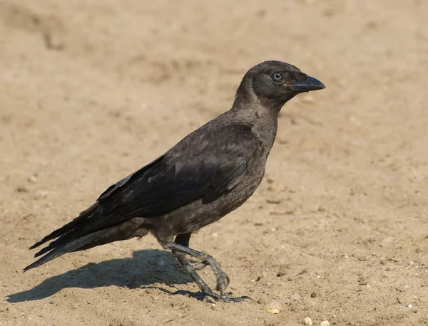 Piikkihaukka Corvus monedula — kuvapankkivalokuva