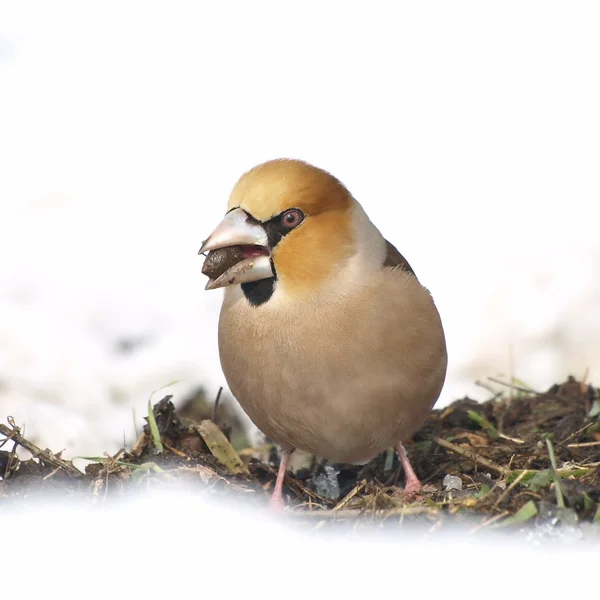雪地上，coccothraustes coccothraustes hawfinch — 图库照片
