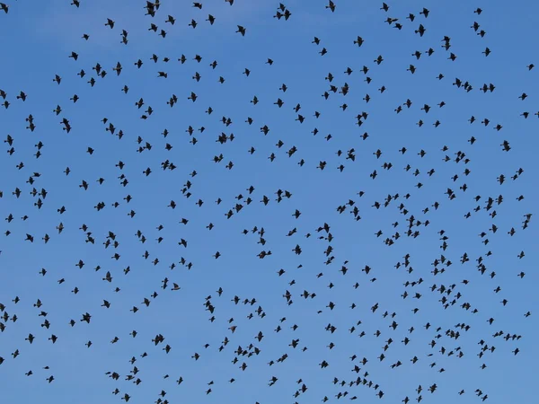 Bandada de aves con cielo azul — Foto de Stock
