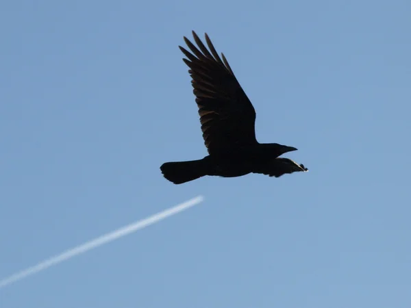 Aircraft and birds, Rook, Corvus frugilegus — Stock Photo, Image