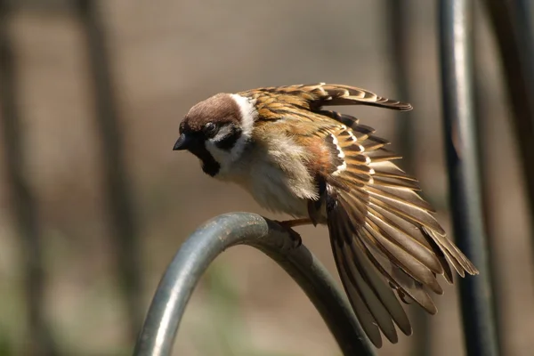 Tree Sparrow, Passer montanus — Stock Photo, Image