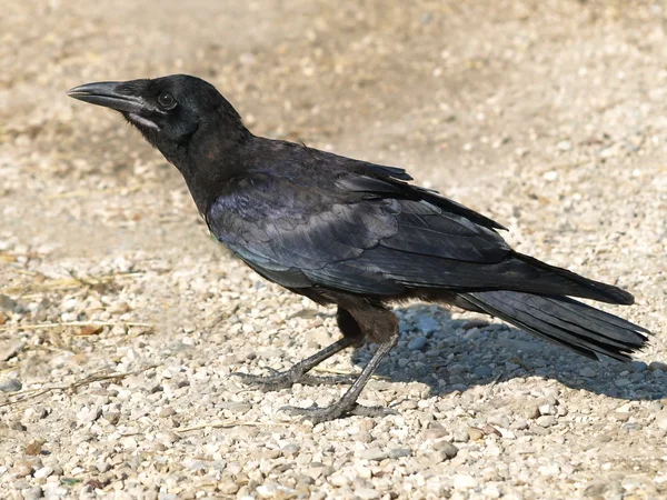 Saatkrähe, Corvus frugilegus — Stockfoto