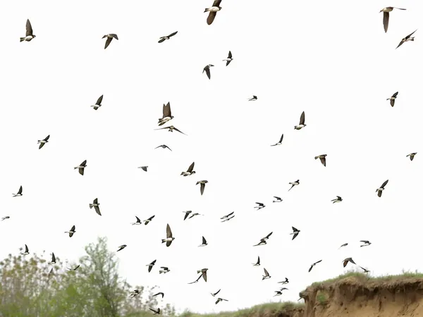 Schwärme von Vögeln Schwalben isoliert auf einem weißen (Sand-Martin, Uferstreifen) — Stockfoto