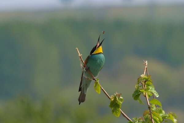 European Bee eater and catch bee Merops apiaster