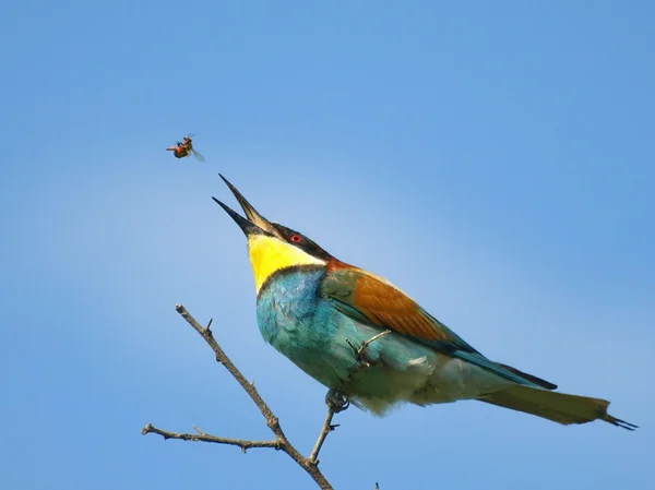 European Bee eater and catch bee Merops apiaster — Stock Photo, Image