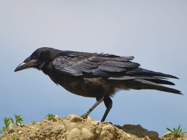 Portret zwarte kraai corvus corone — Stockfoto