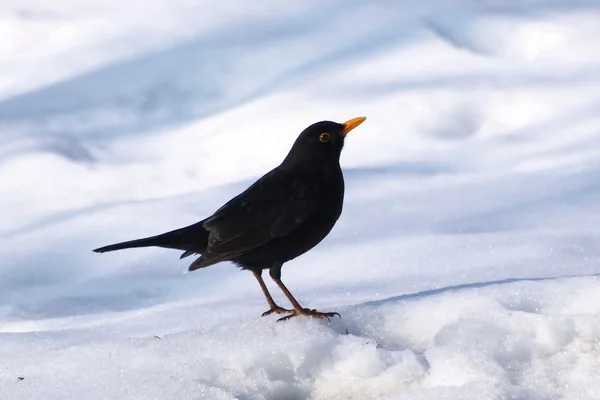 stock image Eurasian Blackbird, Turdus merula