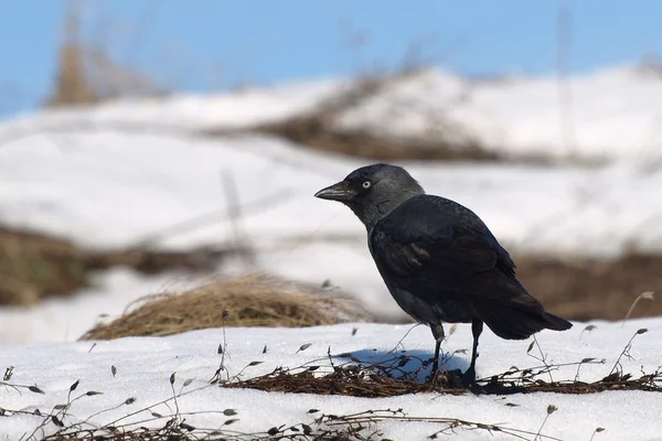 Dohle corvus monedula — Stockfoto