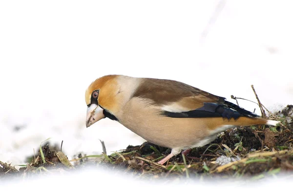 Appelvink op sneeuw, coccothraustes coccothraustes — Stockfoto